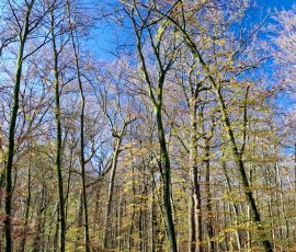 DSC_2709_DxO